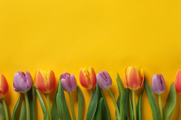 Many beautiful tulips on yellow background, flat lay. Space for text