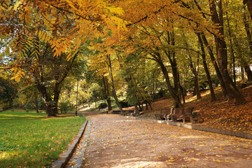Fototapeta na wymiar Pathway, benches, fallen leaves and trees in beautiful park on autumn day