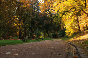 Fototapeta na wymiar Pathway, fallen leaves and trees in beautiful park on autumn day