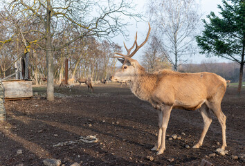 A beautiful young deer with large antlers grazes in a spacious enclosure in sunny day - 552586353
