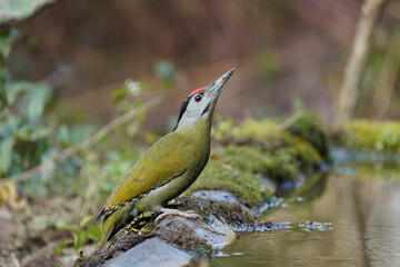 Gray-headed woodpecker posing