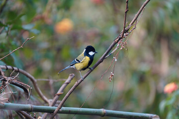 Green tit - cute little bird