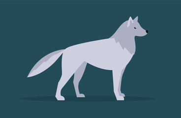 Gray wolf stands on four legs, side view
