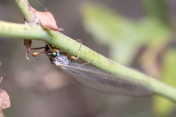 Antlions, Myrmeleontidae sp, posed on a twig on a sunny day