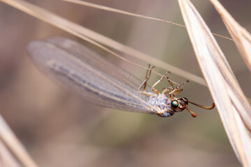 Antlions, Myrmeleontidae sp, posed on a twig on a sunny day