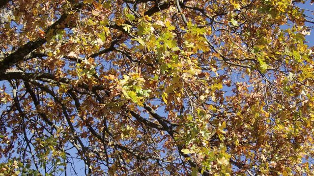 arbre au couleurs de l'automne en gros plan