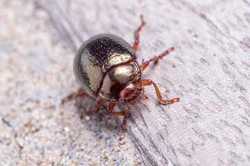 Chrysolina bankii leaf beetle walking on a wooden floor on a sunny day