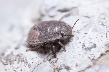 Greater streaked shield bug, Odontoscelis sp posed on a rock under the sun