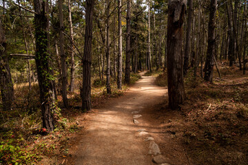 Fototapeta premium Hiking trail through a cypress forest in Point Lobos, Carmel, California