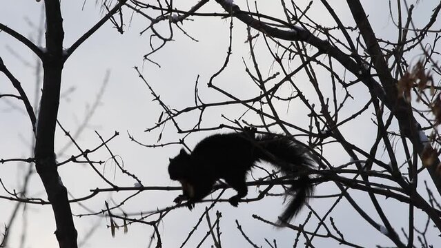 &eacute;cureuil noir sur la branche d'un arbre