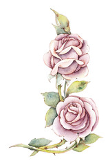 Pattern from pink rose. Wedding drawings. Watercolor painting. Greeting cards. Rose background, watercolor composition. Flower backdrop.  - 552589552