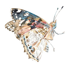 Butterfly. Hand drawn watercolor illustration.  - 552589587