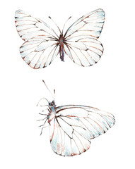 Butterfly. Hand drawn watercolor illustration.  - 552589596