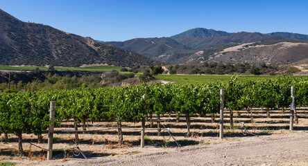 Panorama landscape of winery, vineyard, and mountains in Carmel Valley, California