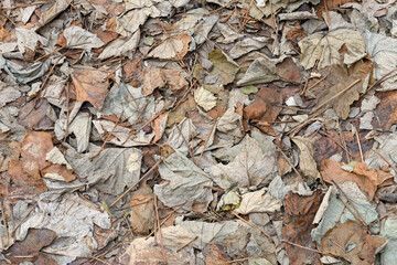Natural background of fallen autumn vine leaves.