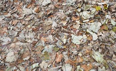 Natural background of fallen autumn vine leaves.