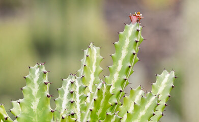 closeup of a cactus with a reddish flower