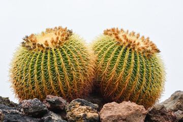 Close up of Echinocactus grusonii