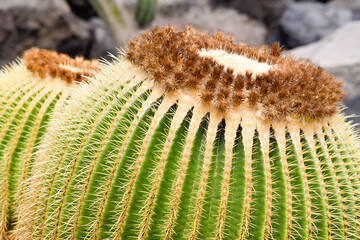 Close up of Echinocactus grusonii
