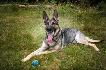 Naklejka na ściany i meble German Shepherd Dog laying down in the long grass looking at the camera with her ball