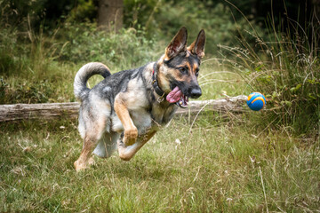 German Shepherd Dog leaping over a fallen tree log after her ball