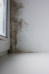 Mold in the corner of the window. Moisture and fungus on the window. The problem of fungus in winter.