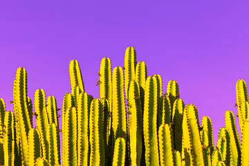 Fashion stylish cactus on magenta background. Minimalism, trendy, travel, summer creative concept. Tropical Location. Contemporary Art gallery Style. Yellow fashionable cacti. Canary Islands, Spain.