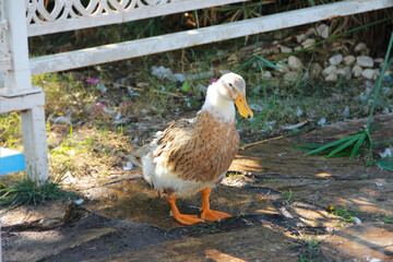 a wild duck bird with a yellow beak walks in the park and looks at nature