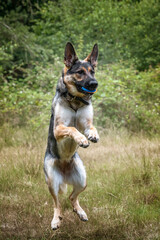 German Shepherd Dog catching her ball in her mouth