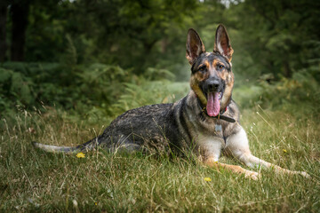 German Shepherd Dog laying down in the long grass looking at the camera