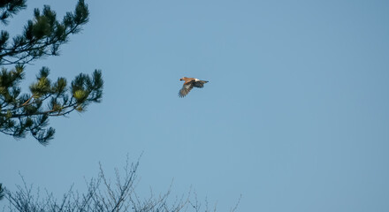 a jay (Garrulus glandarius) in flight, autumn blue clear sky, Wiltshire UK 