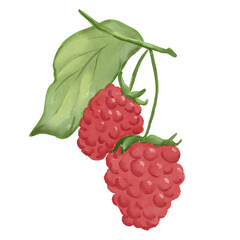 Watercolor food illustration of ​​​​raspberry berries