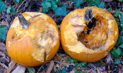 Husband and wife Halloween pumpkins growing together. 