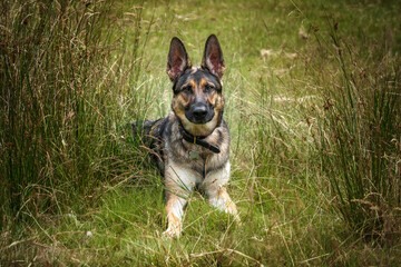 German Shepherd Dog laying down in the long grass looking at the camera