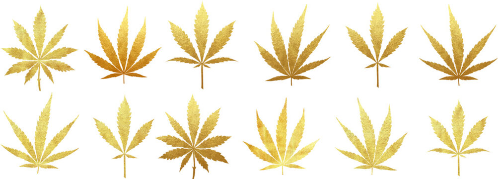 Big set of PNG transparent golden cannabis leaves - indica, sativa and ruderalis cut out of gold foil
