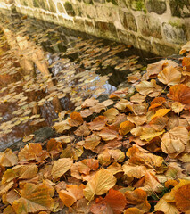 fallen yellow leaves by the water and stone walls