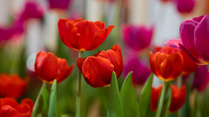 Beautiful of tulip flowers in the nature