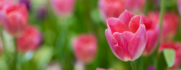 Beautiful of tulip flowers in the nature