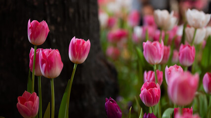 Fototapeta premium Beautiful of tulip flowers in the nature