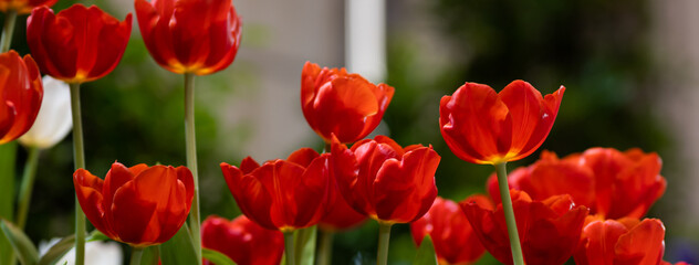 Fototapeta na wymiar Beautiful of tulip flowers in the nature