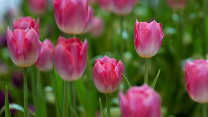 Fototapeta premium Beautiful of tulip flowers in the nature