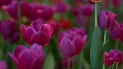 Fototapeta premium Beautiful of tulip flowers in the nature