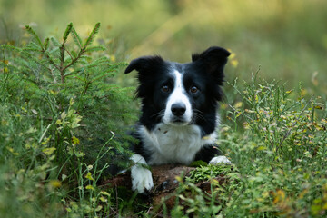 Chien de race border collie dans la forêt