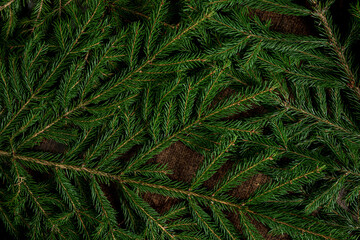 fir branches on the wooden background
