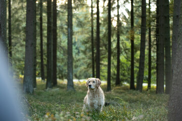 Chien de race golden retriever dans la forêt 