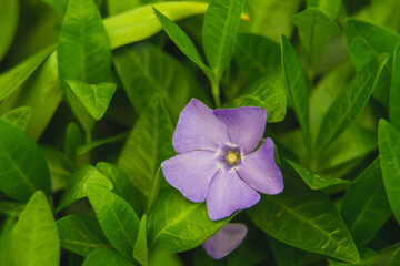 Purple Vinca Minor Periwinkle flowers among bright and dark green leaves with a soft background