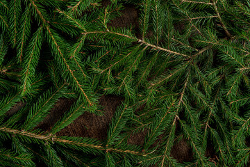 fir branches on the wooden background