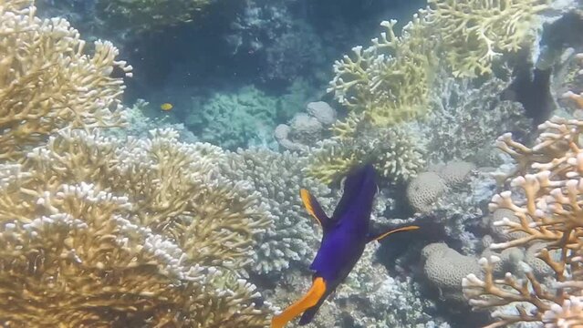 little single yellowtail tang fish swims in the clear sea water in egypt