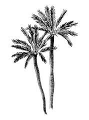 Hand drawn vector illustration of palm tree.