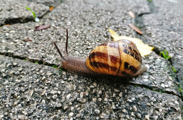 A snail slowly crawls along the wet, gray asphalt. Snail close up. Large and beautiful shell on a snail